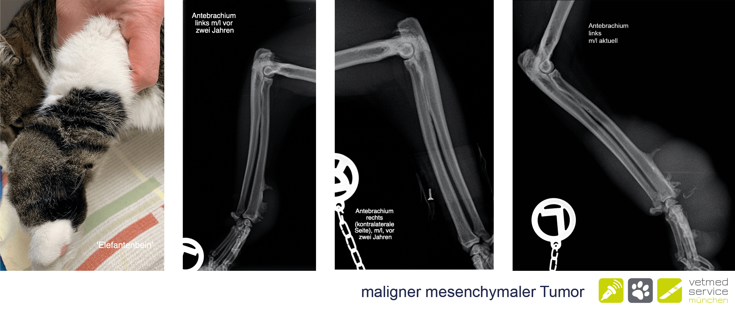 Vetmedservice maligner mesenchymaler Tumor klein