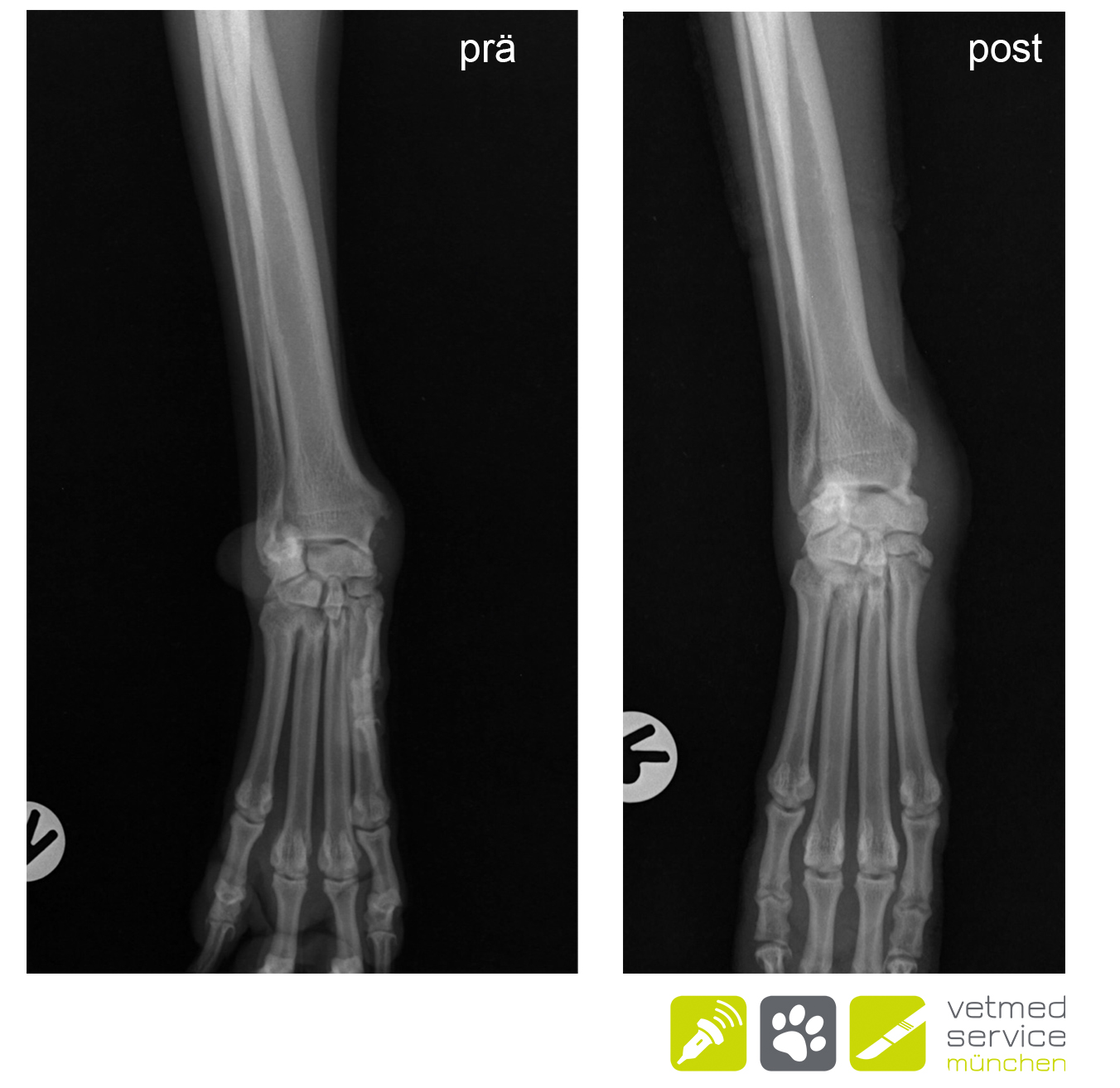 vetmed service Tendovaginitis aktuell